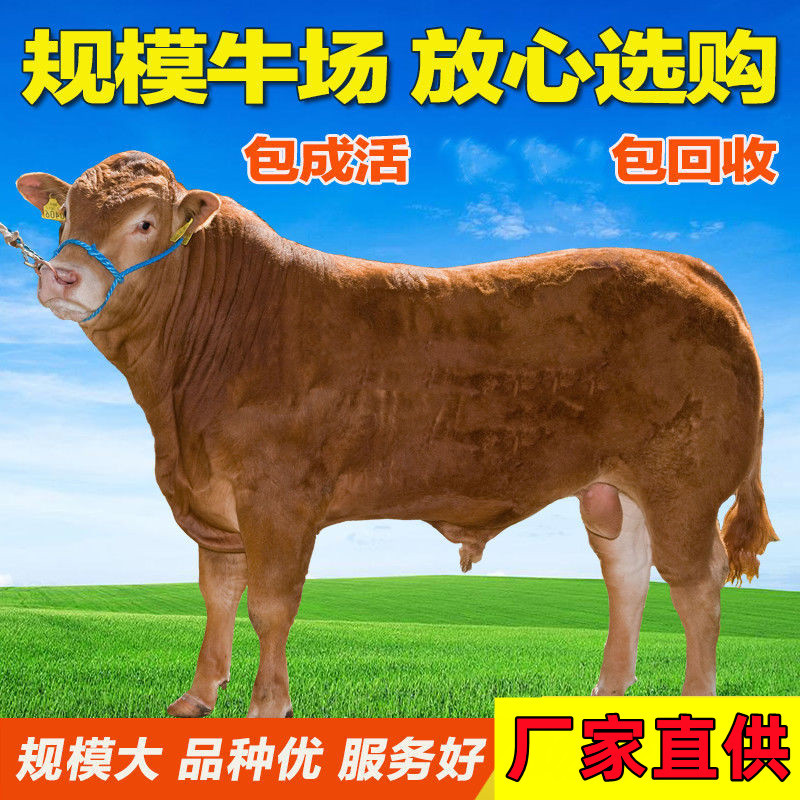 活牛活苗肉牛犊子小牛仔西门塔尔牛犊子小牛犊活苗养殖技术资