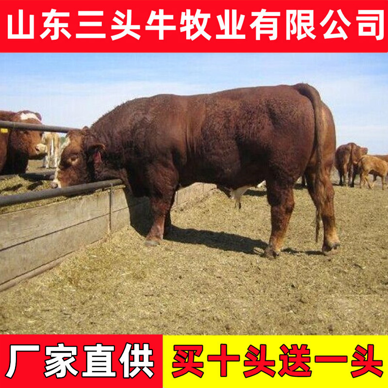 西门塔尔牛犊活牛育肥公牛犊繁殖小母牛改良肉牛苗牛崽子纯种