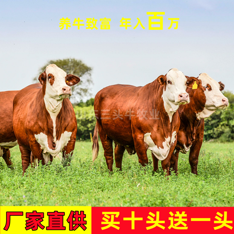 西门塔尔牛犊活牛育肥公牛犊繁殖小母牛改良肉牛苗牛崽子纯种