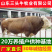 西门塔尔牛活牛小牛犊3-6个月母牛活体肉牛犊子牛仔活苗养