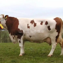 西门塔尔小牛犊3-6个月小母牛活体出售肉牛犊纯种鲁西黄牛