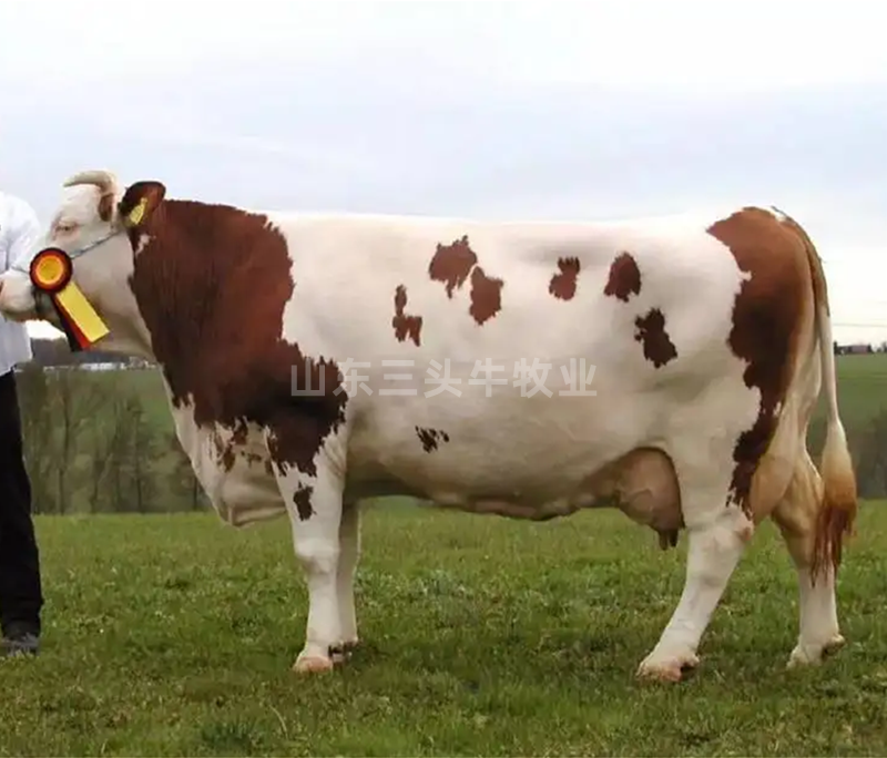 西门塔尔小牛犊3-6个月小母牛活体出售肉牛犊纯种鲁西黄牛