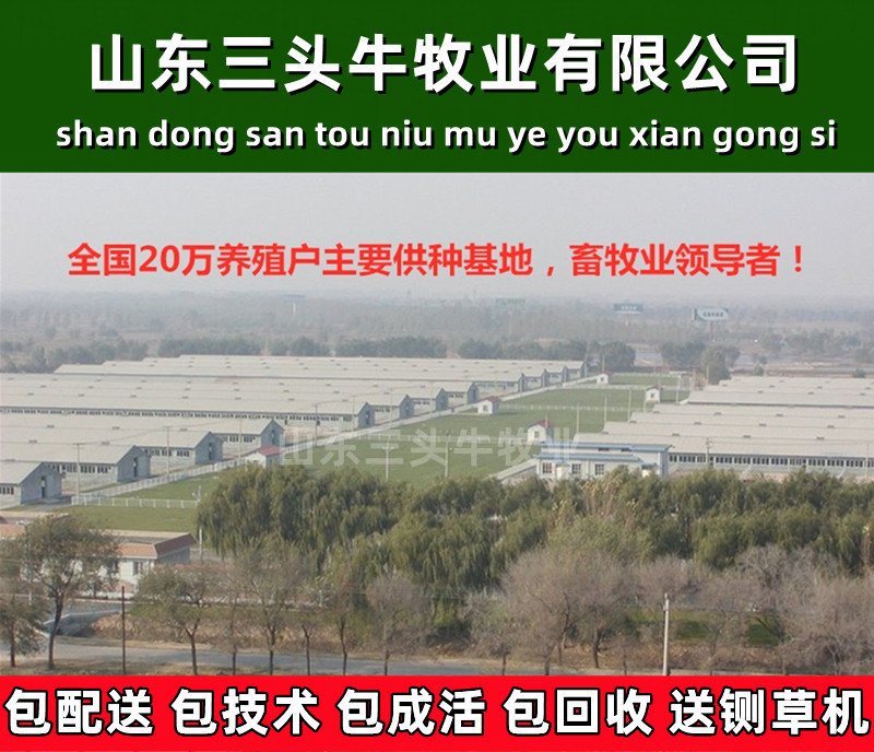 西门塔尔小牛犊3-6个月小母牛活体出售肉牛犊纯种鲁西黄牛