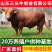 西门塔尔小牛犊3-6个月小母牛活体出售肉牛犊纯种鲁西黄牛