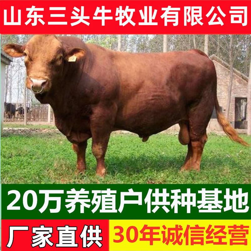 西门塔尔小牛犊3-6个月小母牛活体出售肉牛犊纯种鲁西黄牛