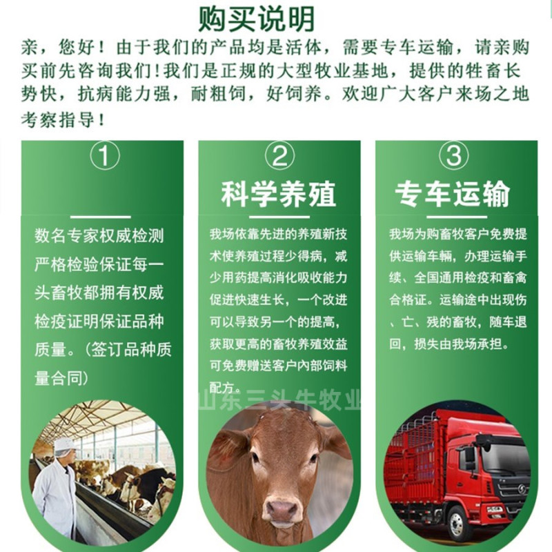 西门塔尔小牛犊3-6个月小母牛活体出售肉牛犊纯种鲁西黄牛