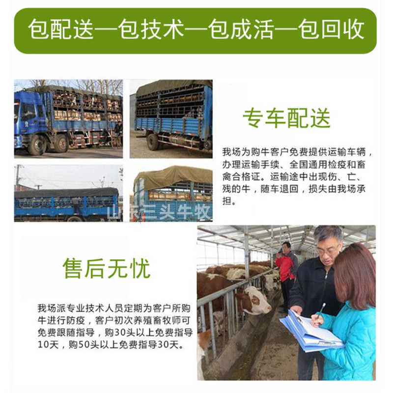 西门塔尔小牛犊3-6个月小母牛活体出售肉牛犊纯种鲁西黄牛