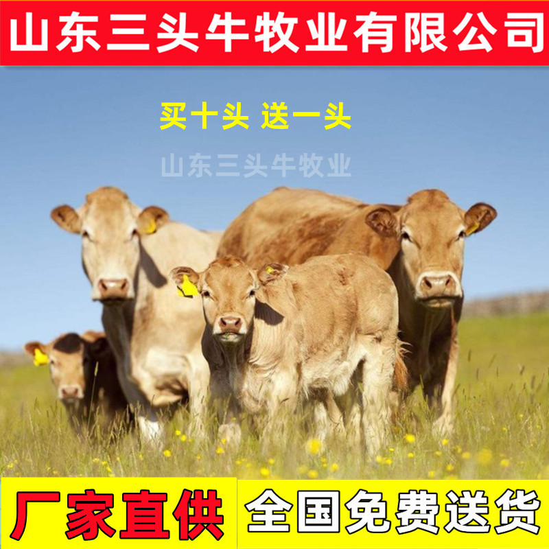 西门塔尔小牛犊3-6个月小母牛活体出售肉牛犊纯种鲁西黄牛