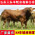 西门塔尔小牛犊3-6个月小母牛活体出售肉牛犊纯种鲁西黄牛