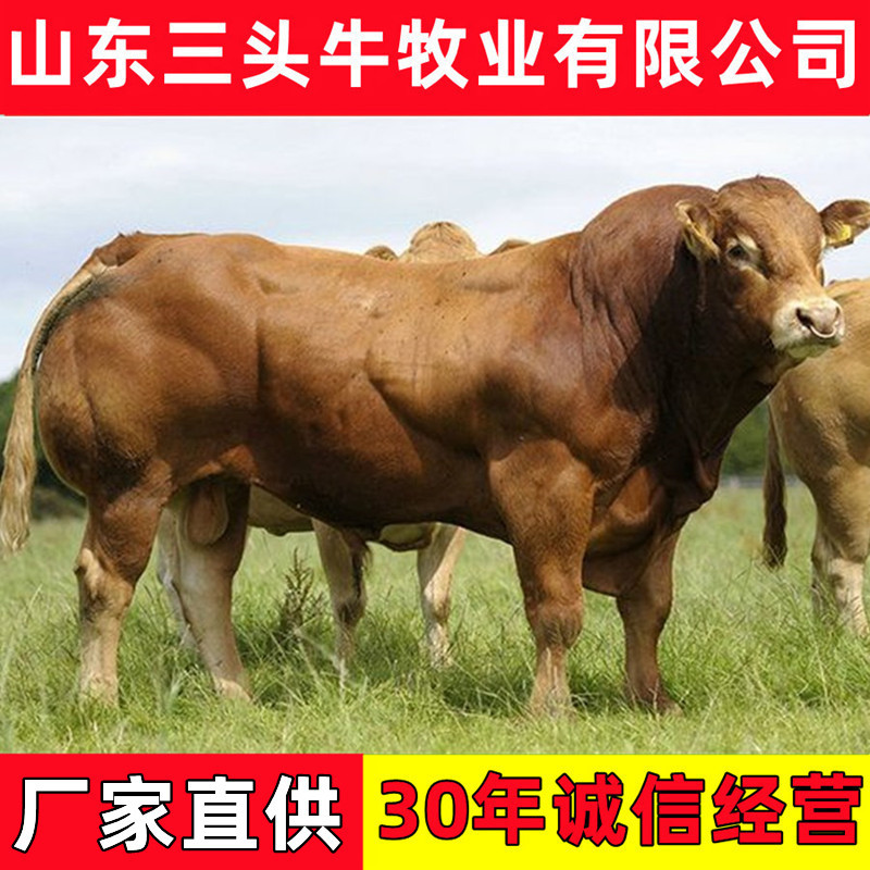 西门塔尔小牛犊3-6个月小母牛活体出售肉牛犊纯种鲁西黄牛