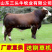 西门塔尔小牛犊3-6个月小母牛活体出售肉牛犊纯种鲁西黄牛