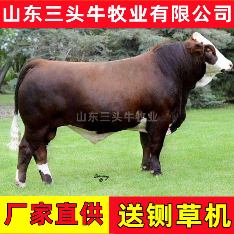 西门塔尔小牛犊3-6个月小母牛活体出售肉牛犊纯种鲁西黄牛