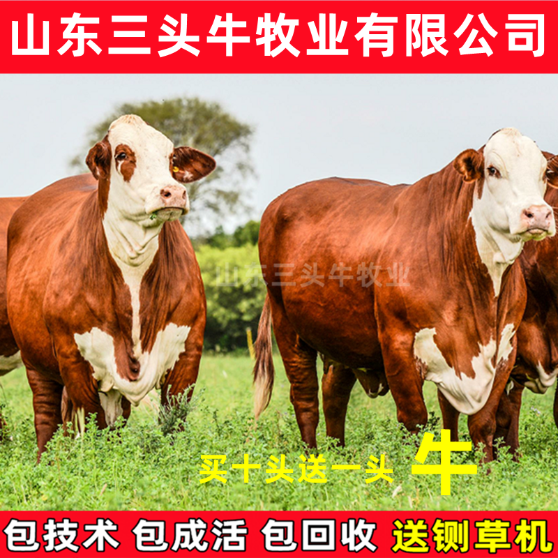 西门塔尔小牛犊3-6个月小母牛活体出售肉牛犊纯种鲁西黄牛