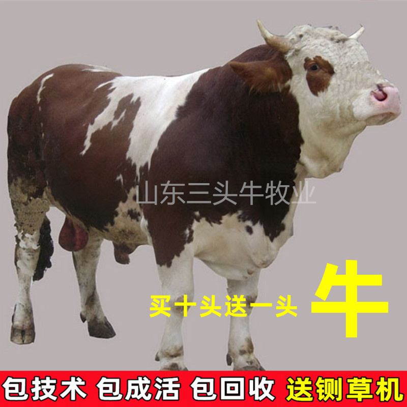 西门塔尔小牛犊3-6个月小母牛活体出售肉牛犊纯种鲁西黄牛