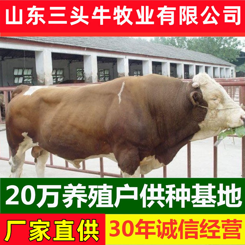 西门塔尔小牛犊3-6个月小母牛活体出售肉牛犊纯种鲁西黄牛