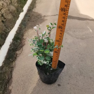 精品雪花木基地种植直发