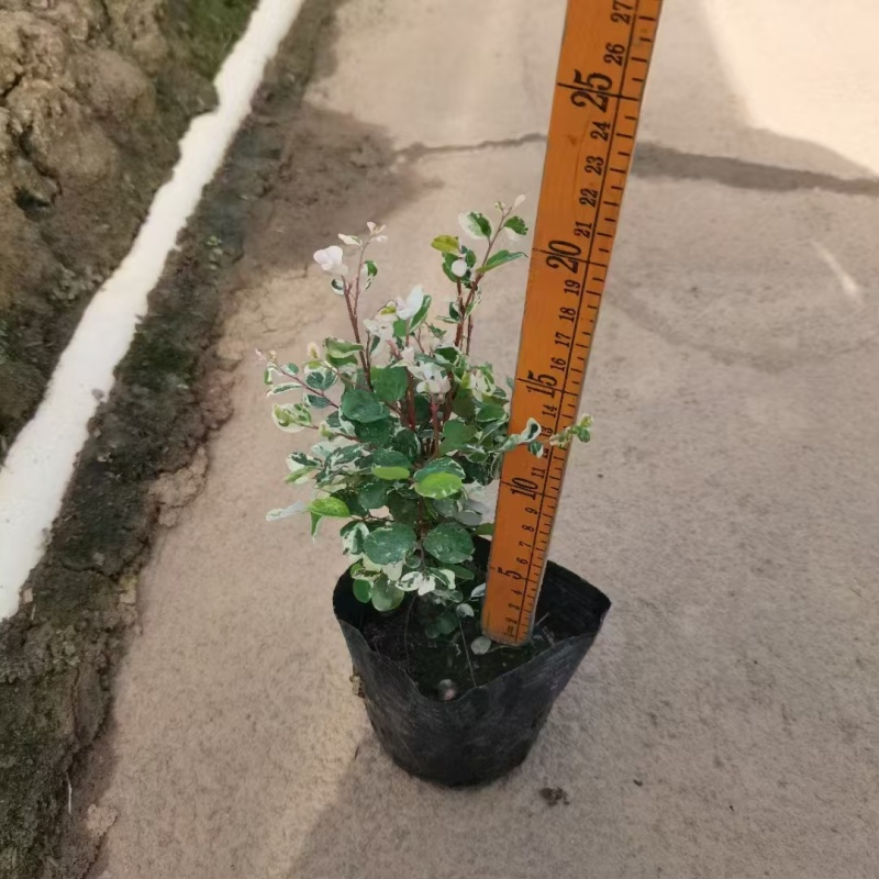 精品雪花木基地种植直发