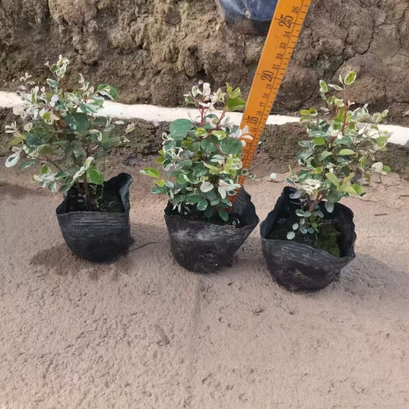 精品雪花木基地种植直发