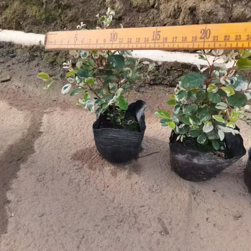 精品雪花木基地种植直发