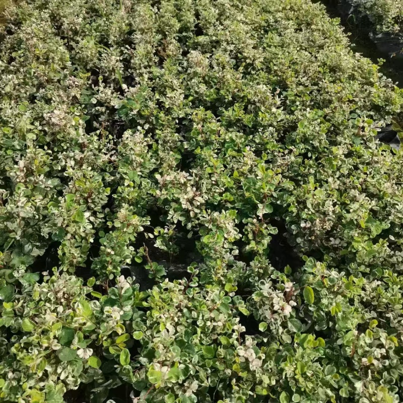 精品雪花木基地种植直发