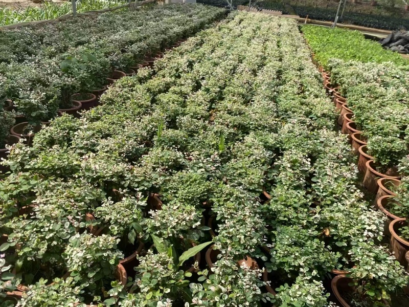 精品雪花木基地种植直发