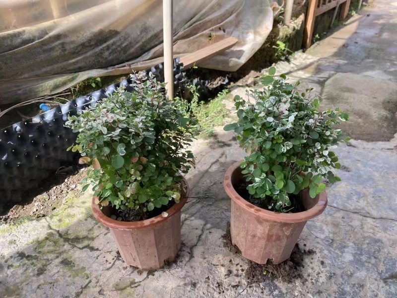 精品雪花木基地种植直发