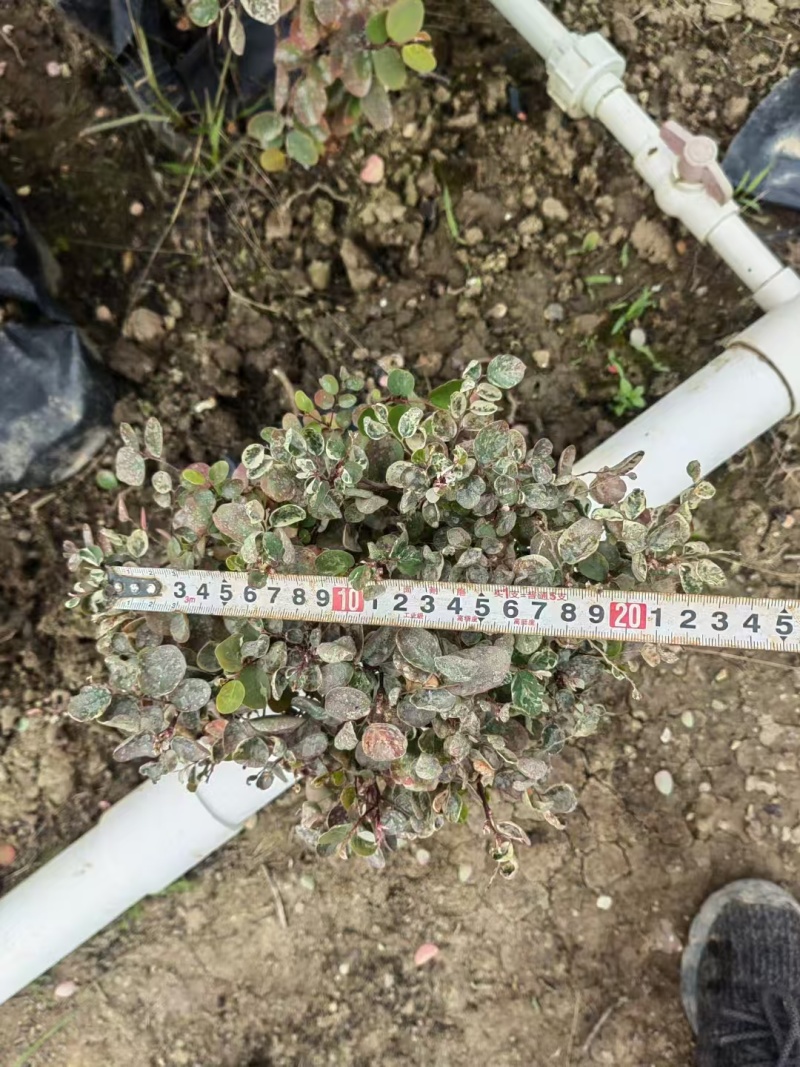 精品雪花木基地种植直发