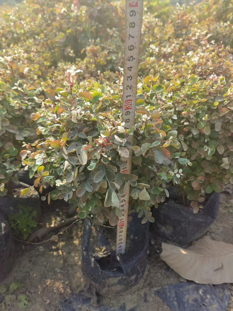 精品雪花木基地种植直发