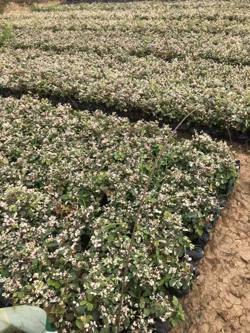 精品雪花木基地种植直发