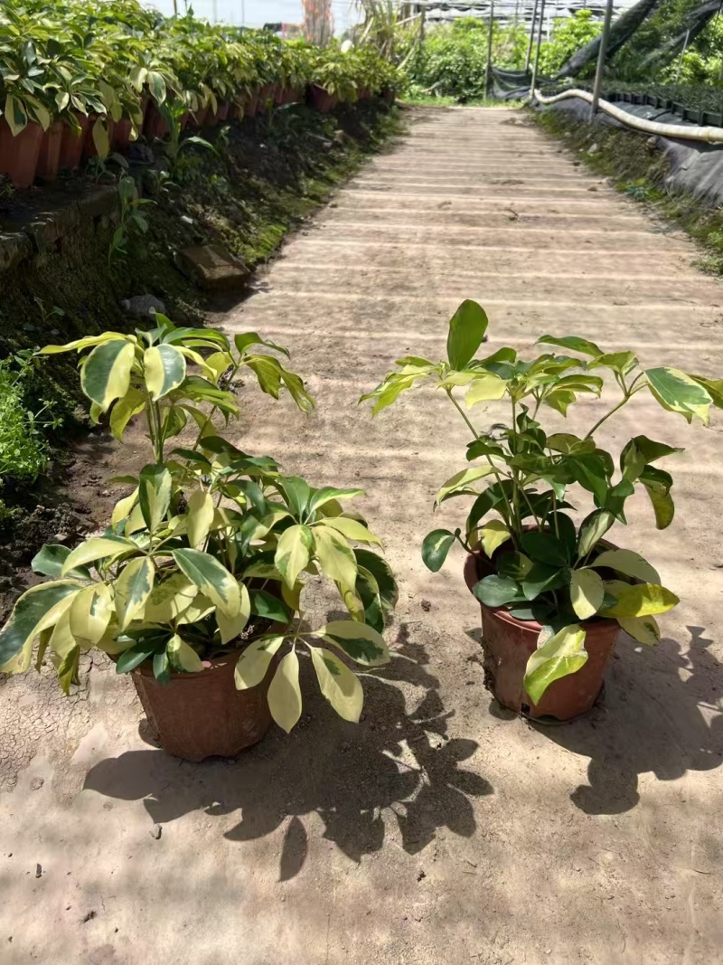 精品花叶鸭脚木基地直发