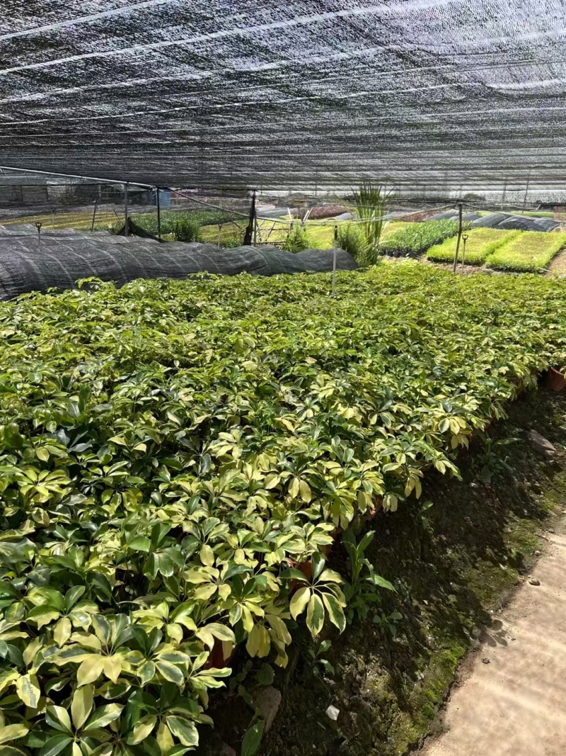 精品花叶鸭脚木基地直发