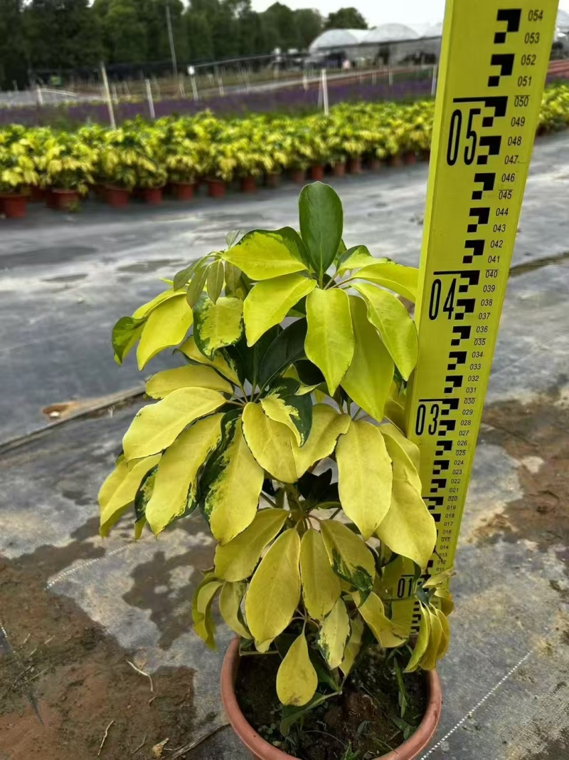 精品花叶鸭脚木基地直发