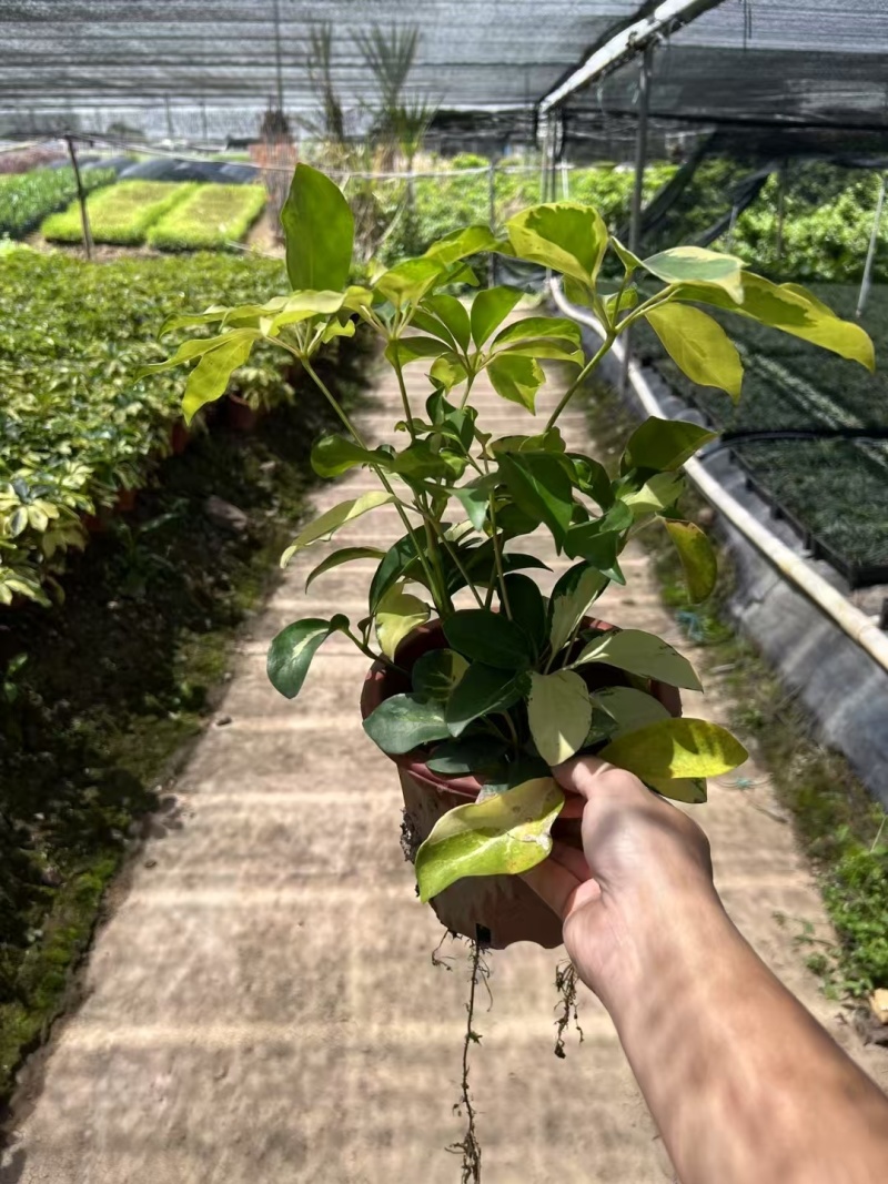 精品花叶鸭脚木基地直发