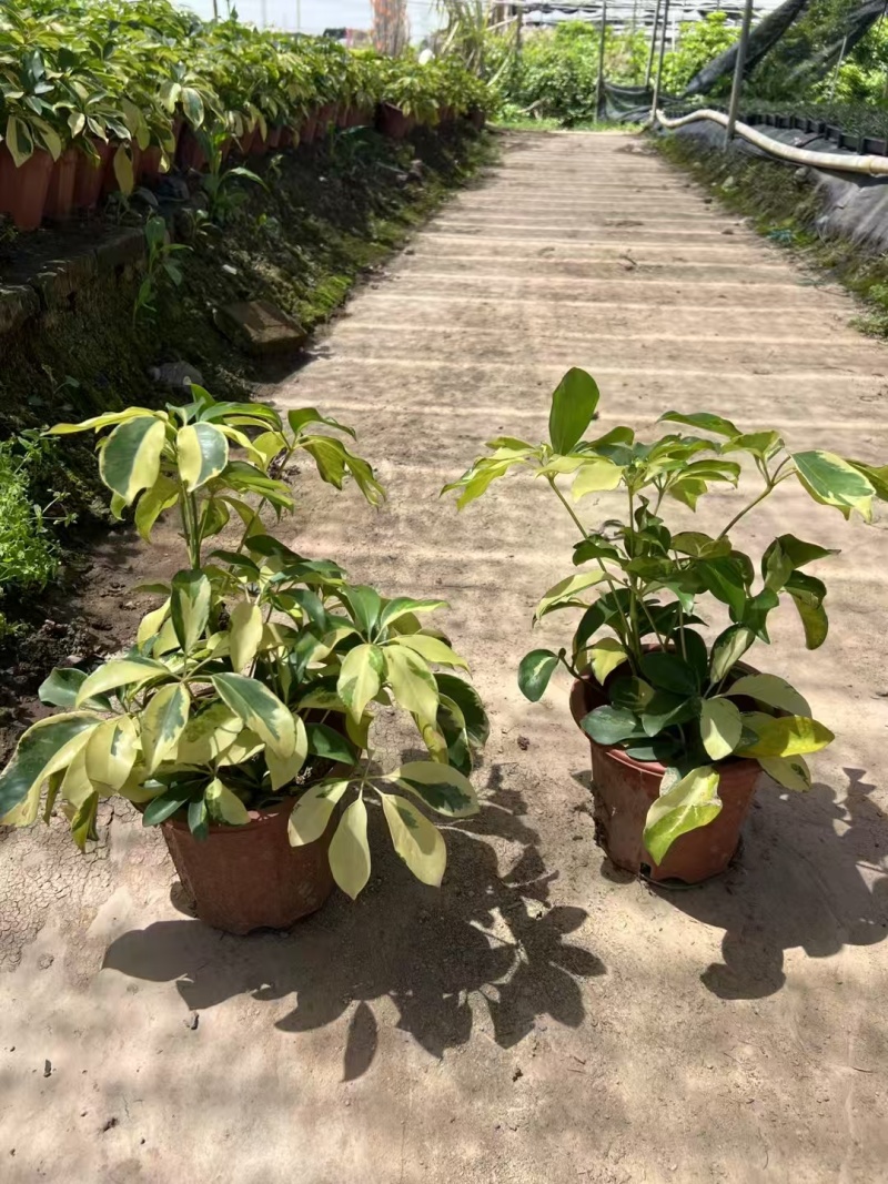 精品花叶鸭脚木基地直发
