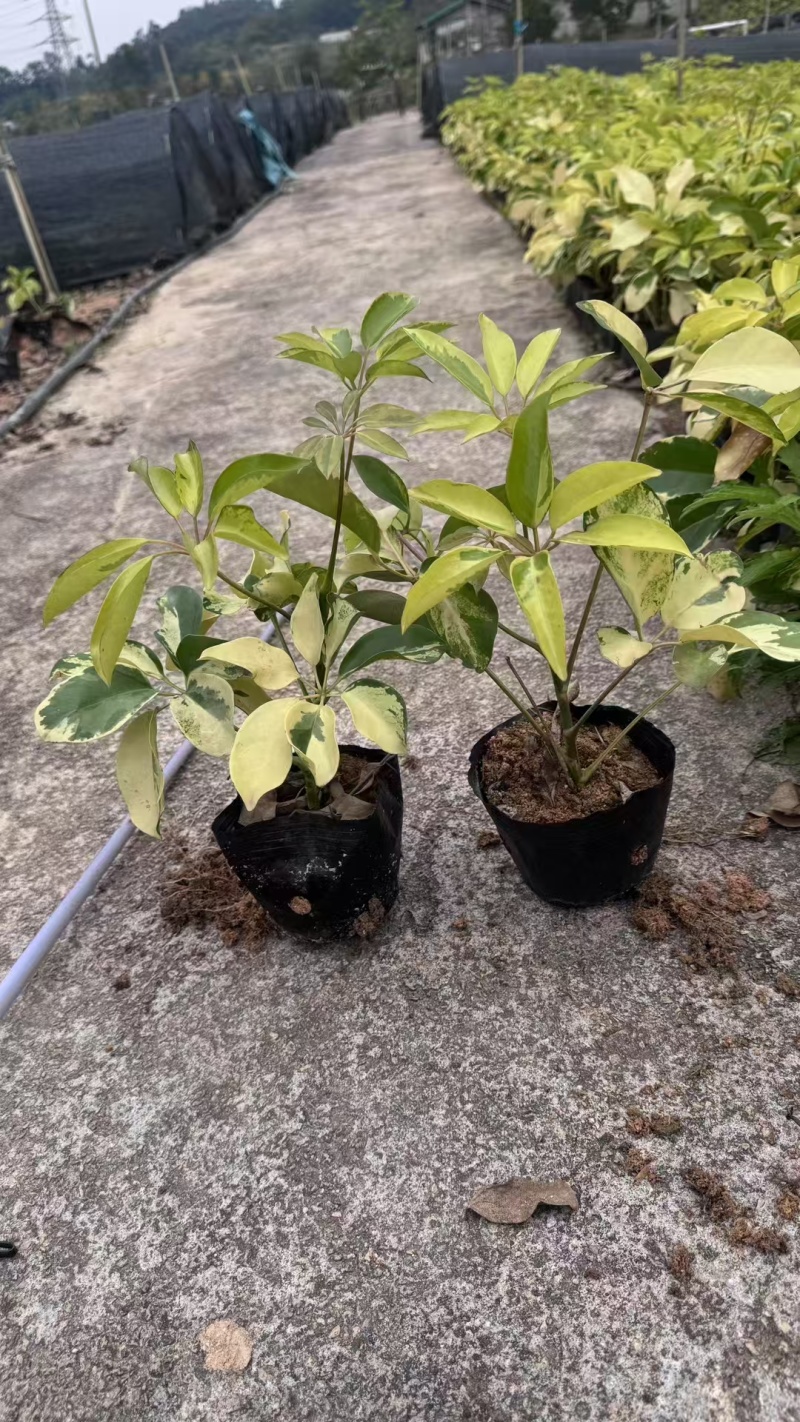 精品花叶鸭脚木基地直发