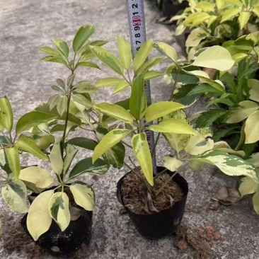 精品花叶鸭脚木基地直发