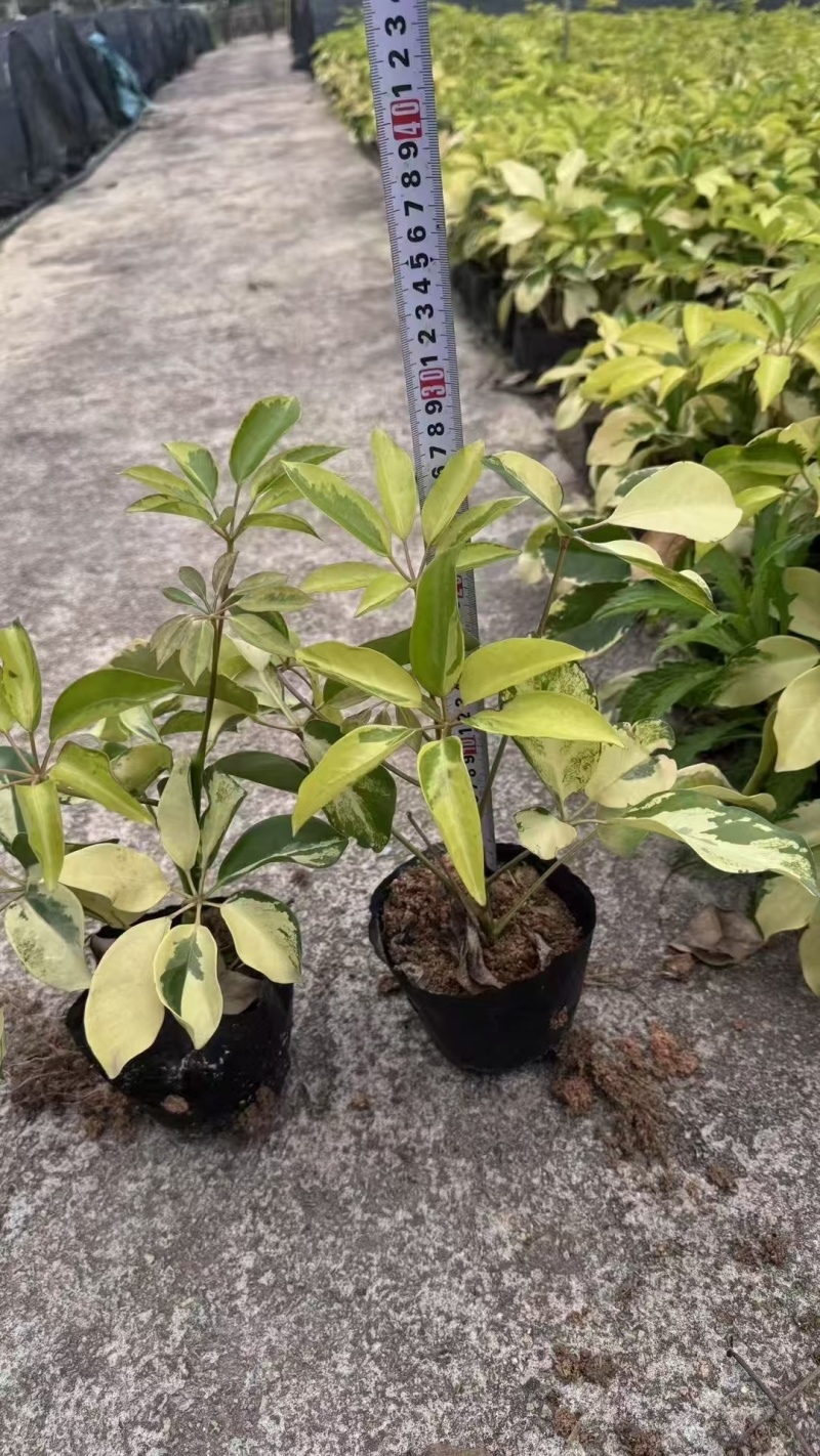精品花叶鸭脚木基地直发