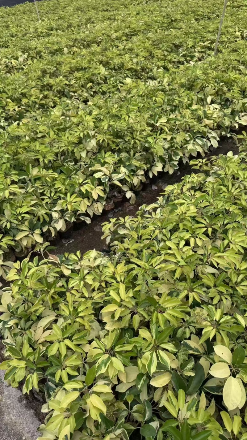 精品花叶鸭脚木基地直发