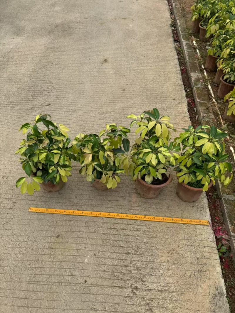 精品花叶鸭脚木基地直发