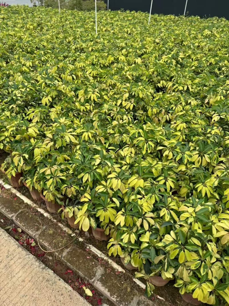 精品花叶鸭脚木基地直发
