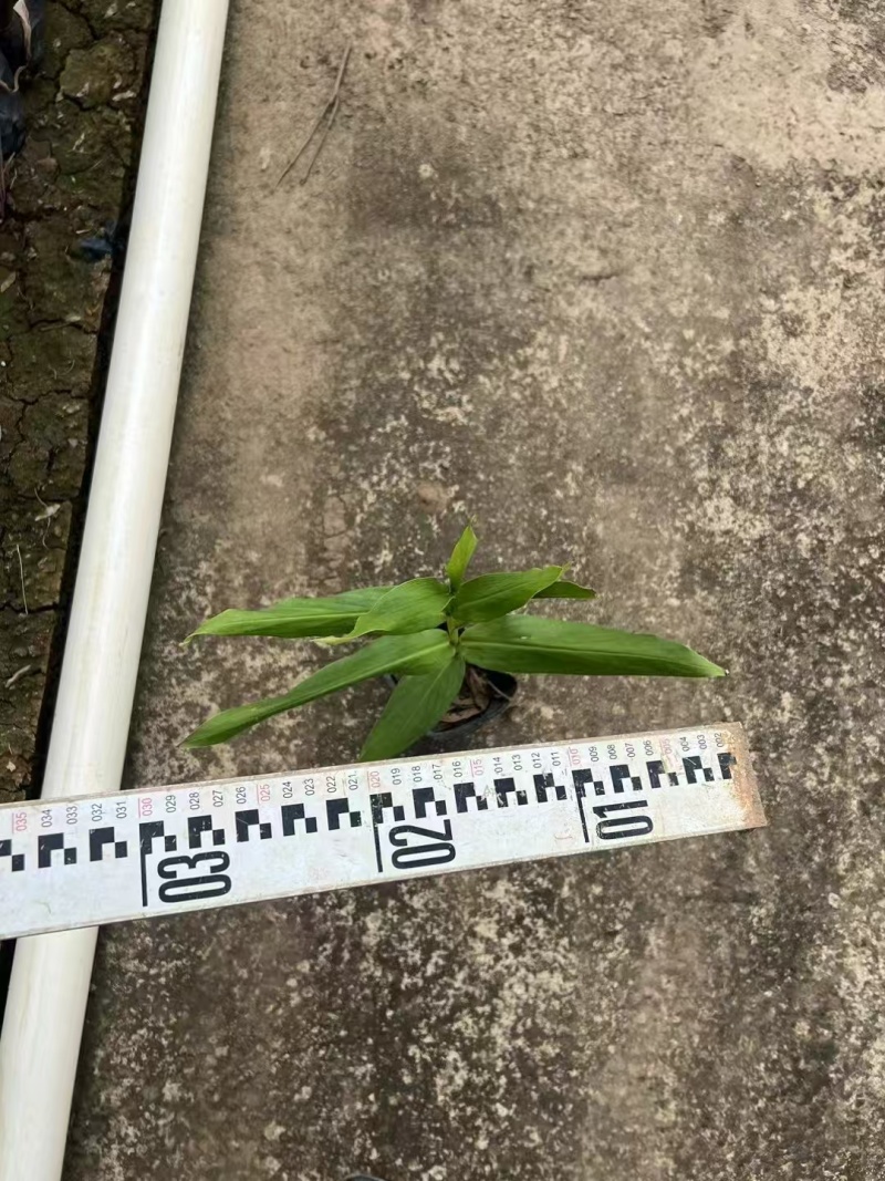 精品艳山姜基地直发