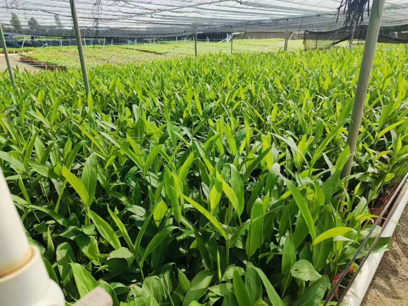精品艳山姜基地直发