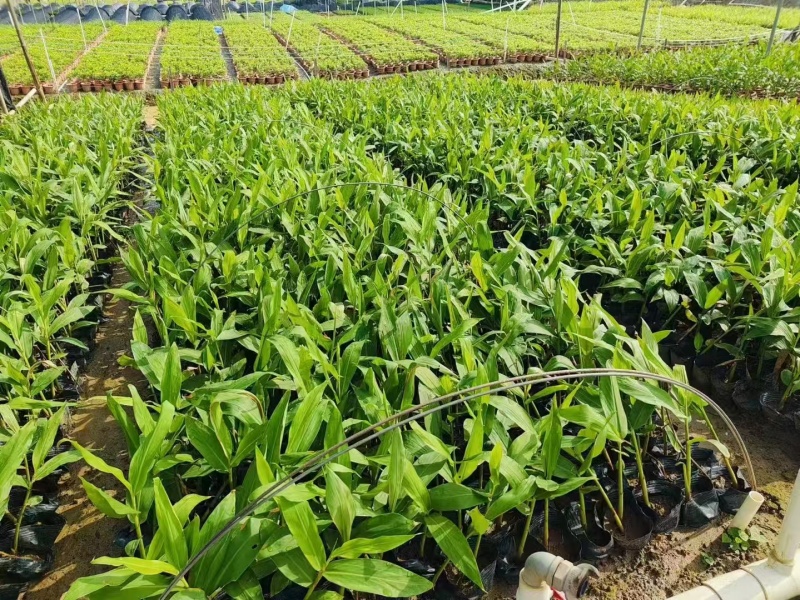 精品艳山姜基地直发