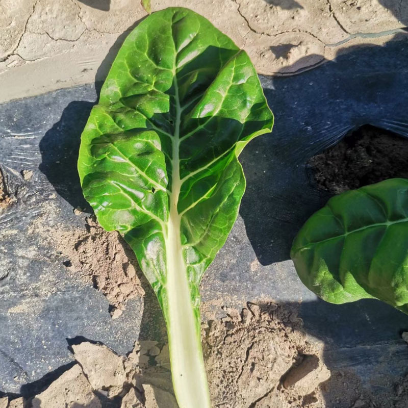 牛皮菜种子四季大叶根达菜籽厚皮菜春秋种植耐寒种植