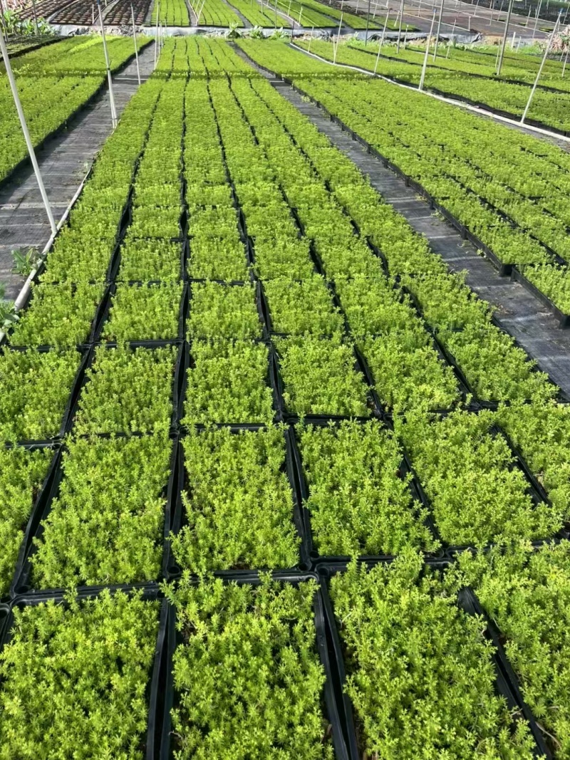 精品金叶佛甲草基地直发