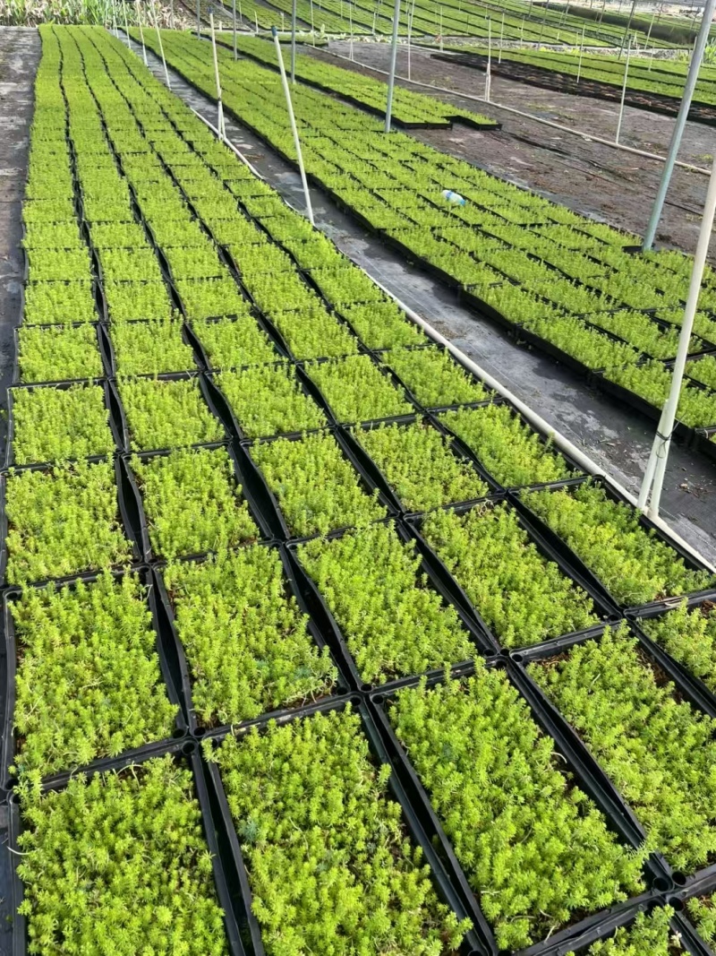 精品金叶佛甲草基地直发
