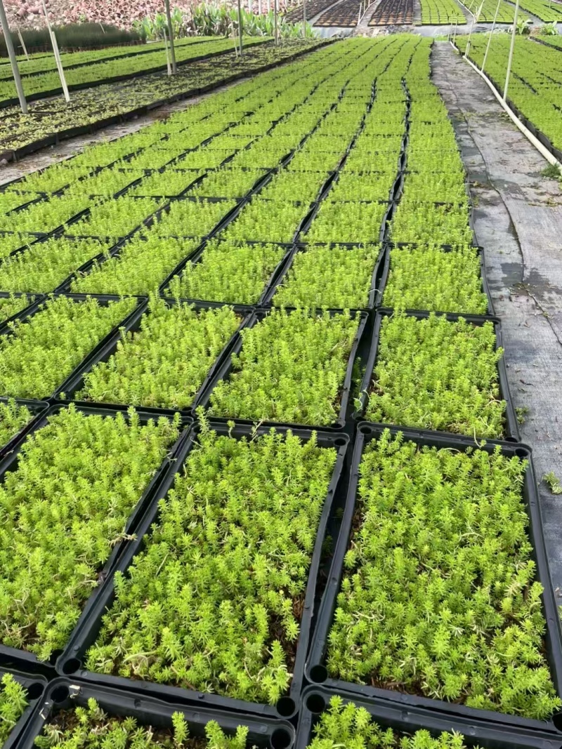 精品金叶佛甲草基地直发