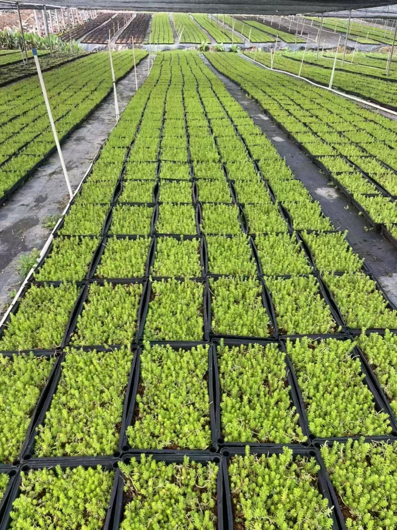 精品金叶佛甲草基地直发
