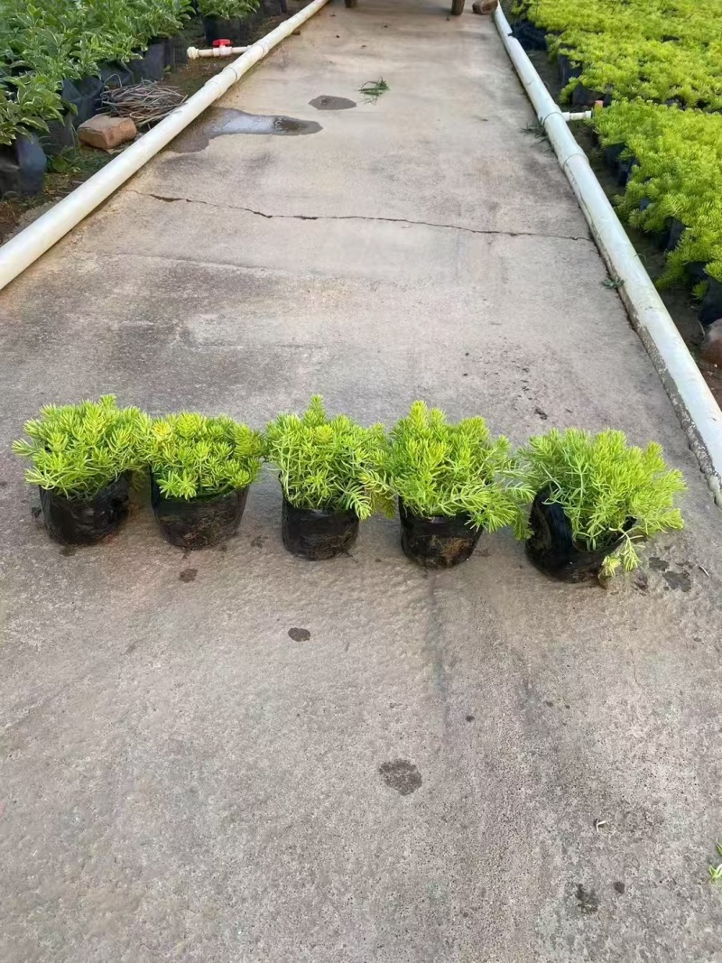 精品金叶佛甲草基地直发