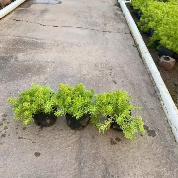 精品金叶佛甲草基地直发